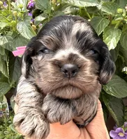 Cammie , a female Cocker Spaniel for sale in Bay City, WI – 2 of 6