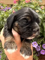 Clara , a female Cocker Spaniel for sale in Bay City, WI – 8 of 8