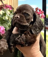 Gracie, a female Cocker Spaniel for sale in Bay City, WI – 6 of 8