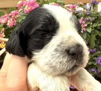 Raven , a female English Springer Spaniel for sale in Bay City, WI – 5 of 9