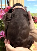 Petunia , a female Cocker Spaniel for sale in Bay City, WI – 10 of 10