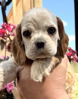 Ginger , a female Cocker Spaniel for sale in Bay City, WI – 2 of 10