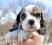 Meadow , a female Cocker Spaniel for sale in Bay City, WI – Photo 3 of 7