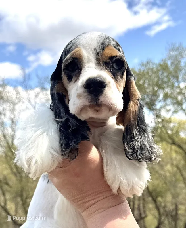 Meadow  – Cocker Spaniel puppy for sale in Bay City, WI