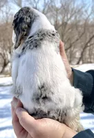 Meadow , a female Cocker Spaniel for sale in Bay City, WI – Photo 7 of 7