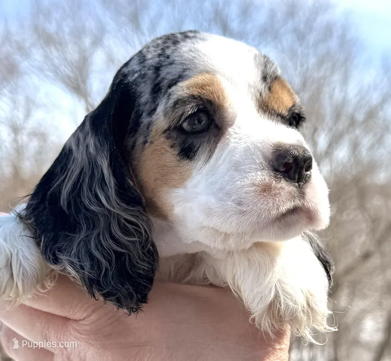 Meadow  – Cocker Spaniel puppy for sale in Bay City, WI