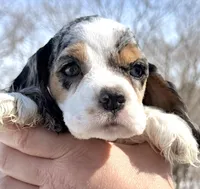 Meadow , a female Cocker Spaniel for sale in Bay City, WI – Photo 2 of 7