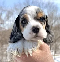 Meadow , a female Cocker Spaniel for sale in Bay City, WI – Photo 5 of 7