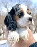 Meadow , a female Cocker Spaniel for sale in Bay City, WI – Photo 6 of 7