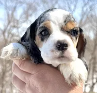 Meadow , a female Cocker Spaniel for sale in Bay City, WI – Photo 4 of 7