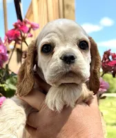 Ginger , a female Cocker Spaniel for sale in Bay City, WI – 5 of 10