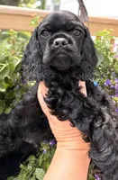 Carter , a male Cocker Spaniel for sale in Bay City, WI – 9 of 10