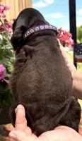 Gracie, a female Cocker Spaniel for sale in Bay City, WI – 8 of 8