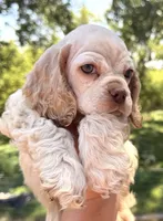 Lightning , a male Cocker Spaniel for sale in Bay City, WI – 8 of 9