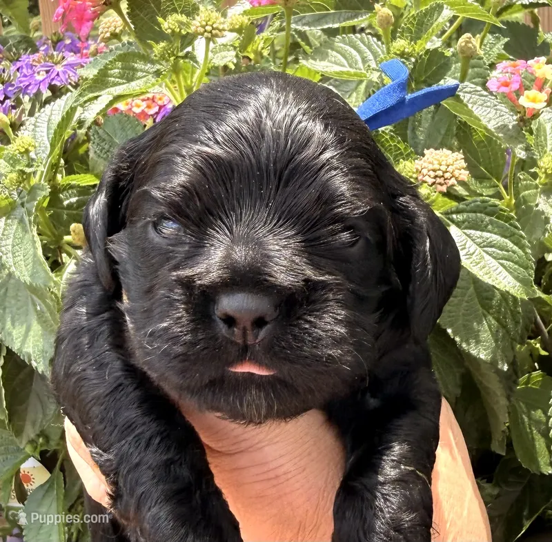 Carter  – Cocker Spaniel puppy for sale in Bay City, WI