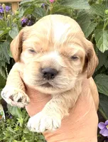 Thunder , a male Cocker Spaniel for sale in Bay City, WI – 4 of 9