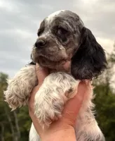 processed/7bf50128-7475-4538-a83b-dcf2c84d96f1/listing/ce3ca14c-24d1-4239-a79d-a2de8dc8d31c/c12a6b9e-274f-4aa6-a9de-90e4d5bb4b15