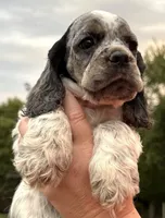 processed/7bf50128-7475-4538-a83b-dcf2c84d96f1/listing/ce3ca14c-24d1-4239-a79d-a2de8dc8d31c/fac1ad81-d4d6-4e92-b519-e58f27257d78