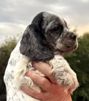 processed/7bf50128-7475-4538-a83b-dcf2c84d96f1/listing/ce3ca14c-24d1-4239-a79d-a2de8dc8d31c/fe8346f8-8bf3-4422-864b-e9c511119412