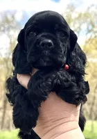 Mitchel , a male Cocker Spaniel for sale in Bay City, WI – Photo 2 of 10