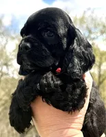 Mitchel , a male Cocker Spaniel for sale in Bay City, WI – Photo 4 of 10