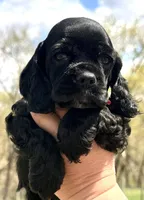 Mitchel , a male Cocker Spaniel for sale in Bay City, WI – Photo 9 of 10