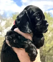 Mitchel , a male Cocker Spaniel for sale in Bay City, WI – Photo 10 of 10