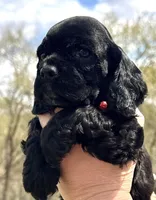 Mitchel , a male Cocker Spaniel for sale in Bay City, WI – Photo 5 of 10