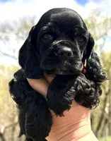 Mitchel , a male Cocker Spaniel for sale in Bay City, WI – Photo 7 of 10