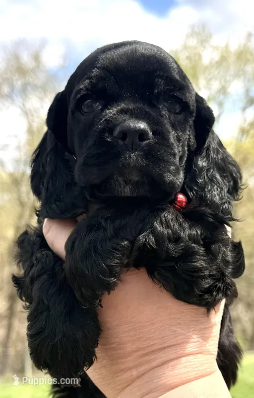 Mitchel , a male Cocker Spaniel for sale in Bay City, WI – Photo 1 of 10