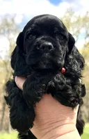Mitchel , a male Cocker Spaniel for sale in Bay City, WI – Photo 1 of 10