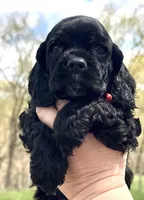 Mitchel , a male Cocker Spaniel for sale in Bay City, WI – Photo 3 of 10