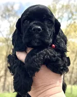 Mitchel , a male Cocker Spaniel for sale in Bay City, WI – Photo 6 of 10