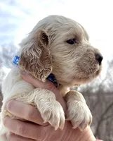 Lambert, a male English Springer Spaniel for sale in Bay City, WI – Photo 2 of 8