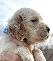 Lambert, a male English Springer Spaniel for sale in Bay City, WI – Photo 4 of 8