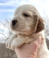 Lambert, a male English Springer Spaniel for sale in Bay City, WI – Photo 6 of 8