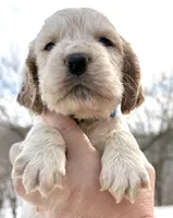 Lambert, a male English Springer Spaniel for sale in Bay City, WI – Photo 5 of 8