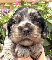 Cammie , a female Cocker Spaniel for sale in Bay City, WI – 3 of 6