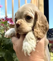 Peaches , a female Cocker Spaniel for sale in Bay City, WI – 6 of 9
