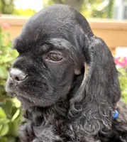 Carter , a male Cocker Spaniel for sale in Bay City, WI – 6 of 10