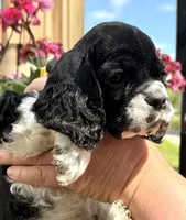 Gerald , a male Cocker Spaniel for sale in Bay City, WI – 4 of 9