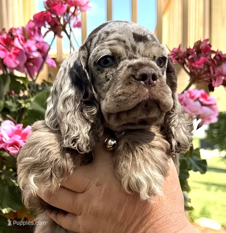 Petey – Cocker Spaniel puppy for sale in Bay City, WI