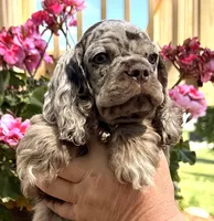 Petey, a male Cocker Spaniel for sale in Bay City, WI – 1 of 8