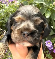Cleo, a female Cocker Spaniel for sale in Bay City, WI – 2 of 10