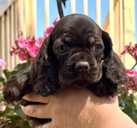 Pumpkin, a female Cocker Spaniel for sale in Bay City, WI – 4 of 9