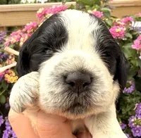 Raven , a female English Springer Spaniel for sale in Bay City, WI – 8 of 9
