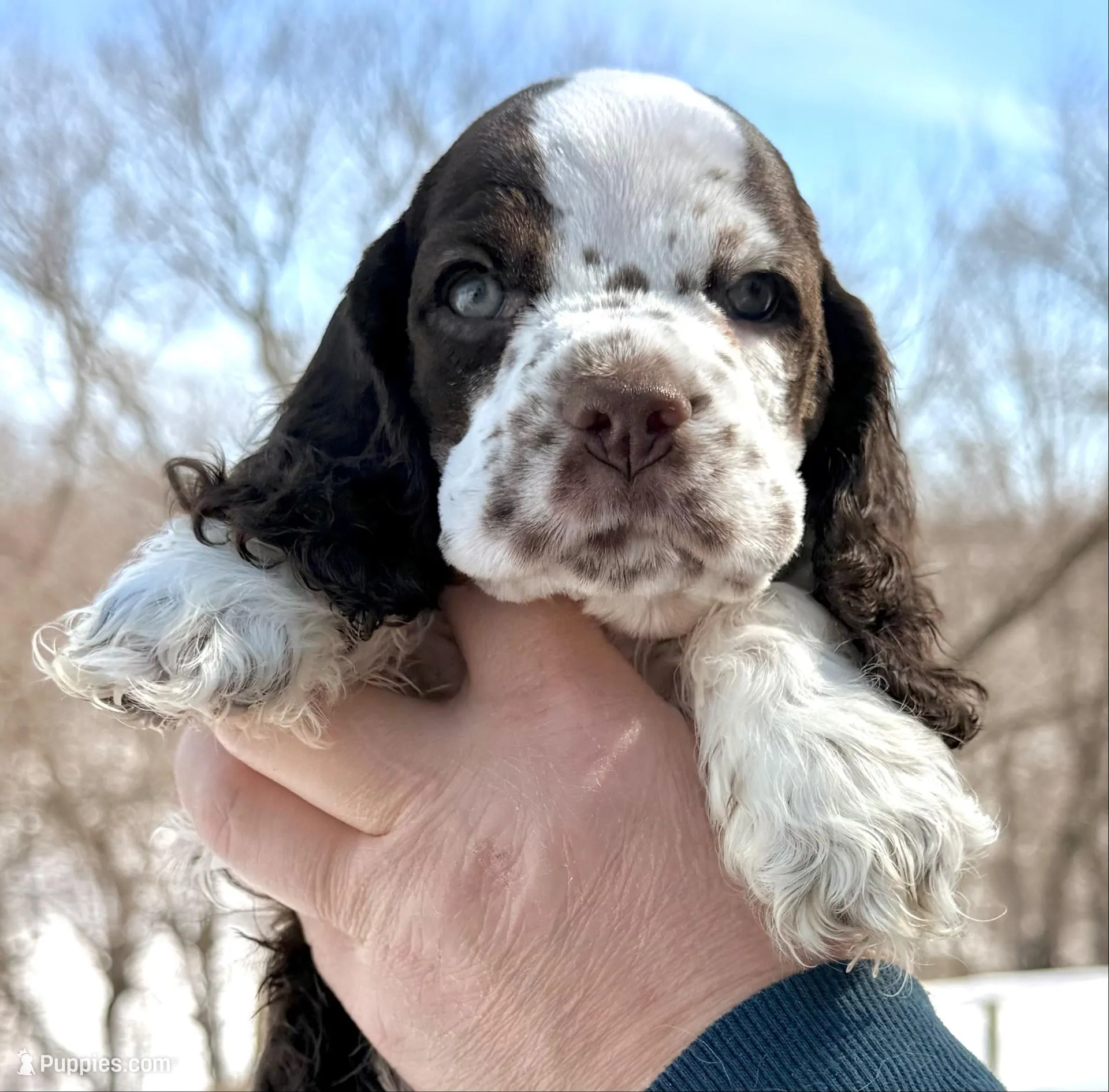 Summit  – Cocker Spaniel puppy for sale in Bay City, WI