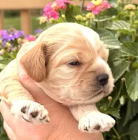 Thunder , a male Cocker Spaniel for sale in Bay City, WI – 3 of 9
