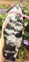 Cammie , a female Cocker Spaniel for sale in Bay City, WI – 6 of 6
