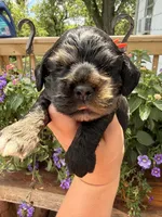 Crystal, a female Cocker Spaniel for sale in Bay City, WI – 2 of 8